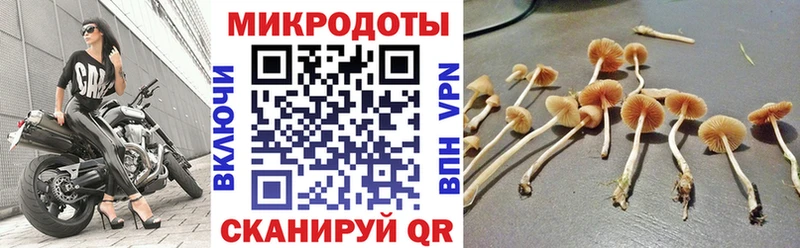 Псилоцибиновые грибы Psilocybe  Ставрополь 